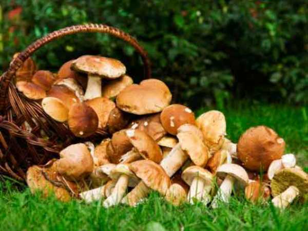 В Шушенском районе грибы чуть не погубили целую семью