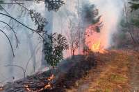 В трех районах юга края горит лес