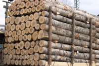 Путин поручил запретить вывоз из страны необработанных лесоматериалов
