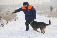 В Хакасии тренировочный экзамен прошли три четвероногих спасателя