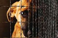 В России могут начать отправлять за решетку нерадивых собаководов