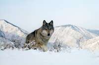 В Саяно-Шушенском заповеднике стали слышны «волчьи симфонии»