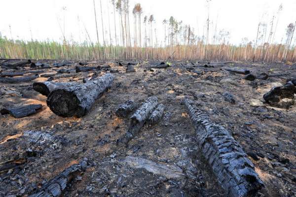 В Красноярском крае обнаружили сгоревший лес на сумму в 30 млн рублей
