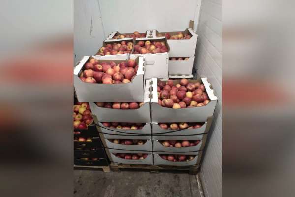 В Красноярске уничтожили полтонны яблок 