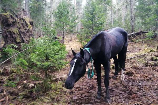 В тайге Балахтинского района нашли пропавших неделю назад породистых лошадей