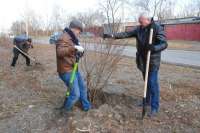 В Минусинске за день высадили более ста деревьев