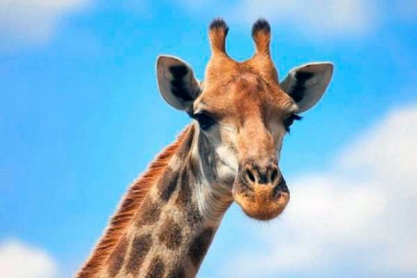 В зоопарке «Роев ручей» умер жираф
