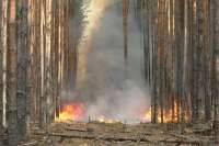 В Курагинском районе за сутки зарегистрировано шесть палов и лесной пожар