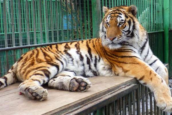 Абаканский зоопарк приглашает на День тигра