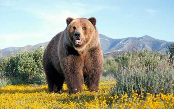 В нескольких десятках километров от Минусинска медведь вышел к людям