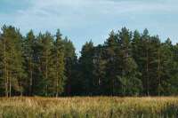 Прокурор Минусинска разъяснит горожанам вопросы лесопользования