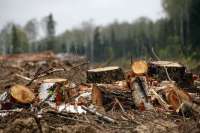 Жителю Идринского района придется раскошелиться за незаконную рубку леса