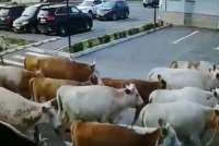 В Абакане оштрафовали владельца коров, вышедших на стоянку аэропорта