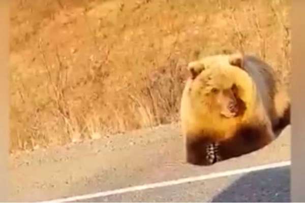 В Ермаковском районе медведь вышел на трассу