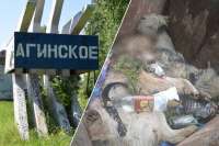 В Красноярском крае две собаки поплатились жизнью за желание человека выпить