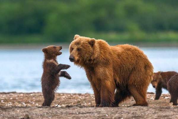 Число медведей в крае выросло за 10 лет в три раза