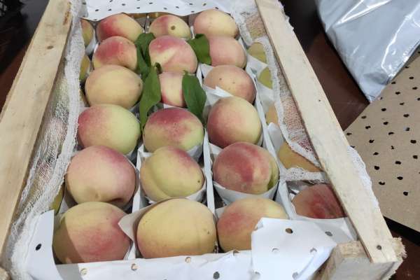Две тонны опасных персиков и груш из Кыргызстана уничтожили в Красноярске