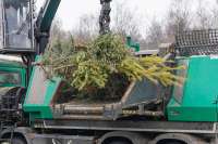 Жители Минусинска смогут сдать на переработку новогодние ели в Абакане