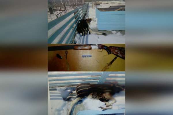 В Красноярском крае водитель КАМАЗа убил одомашненного лося