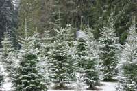 В Красноярском крае сезон заготовки хвойных деревьев начнется 1 декабря