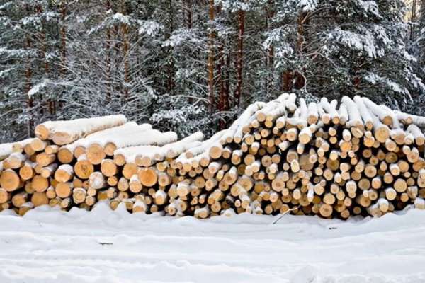 В Каратузском районе за незаконную рубку леса возбуждено три уголовных дела