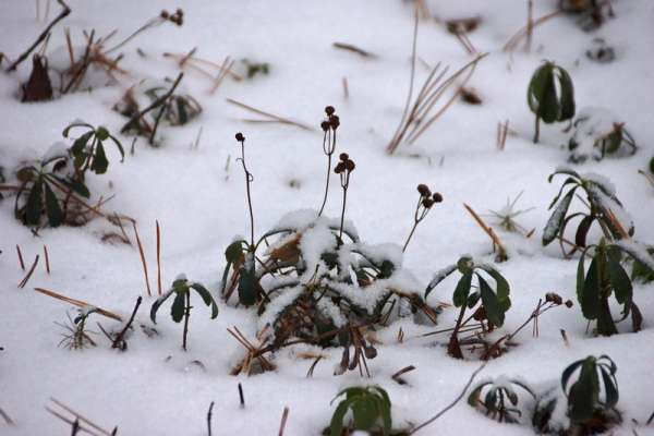В Шушенском бору показали зеленое зимой растение