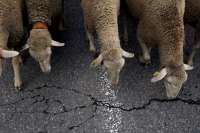 В Туве ВАЗ сбил более десяти овец
