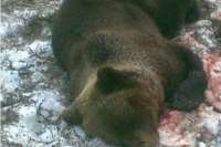 В Туве охотник еле спасся от бурого медведя