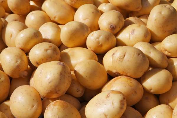 Минусинский район является лидером по выращиванию картофеля в Красноярском крае