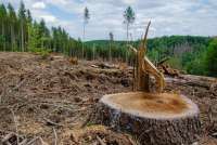 Жителя Курагинского района осудили за незаконную рубку леса