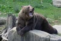 Турист из Москвы рассказал подробности нападения медведя на их группу в Ергаках