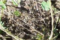 В Кузбассе произошла массовая гибель пчел