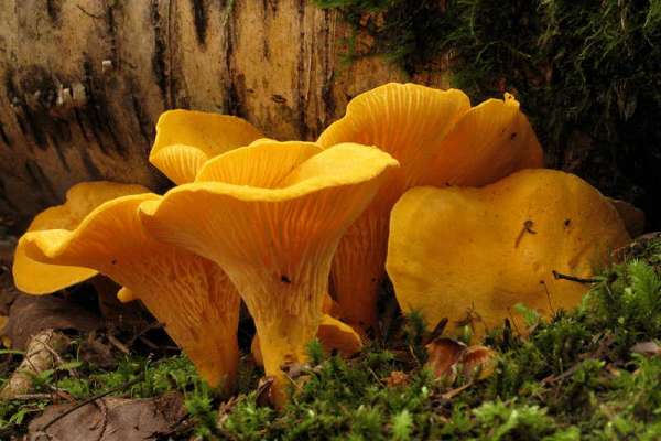 В Идринском районе уродилось невероятное количество грибов-лисичек