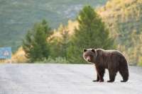 На территории Саяногорска замечены медведи