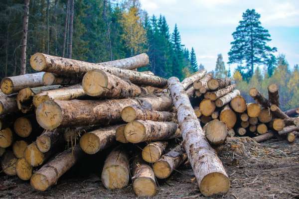 В Ермаковском районе незаконно вырубили лес