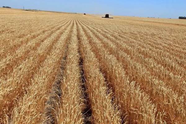 Аграрии Минусинска собрали рекордный урожай пшеницы