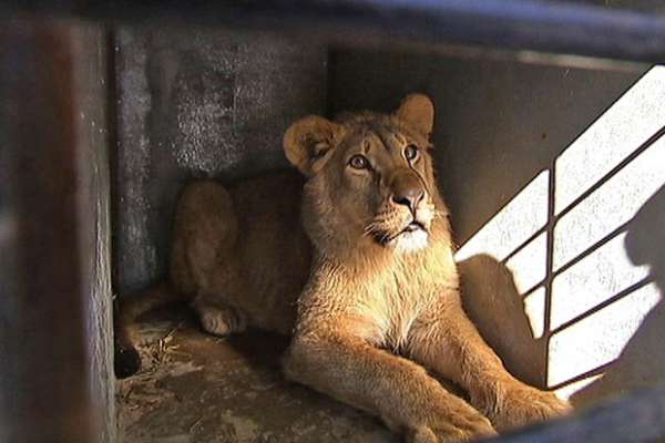 В Абаканском зоопарке поселится ручной львенок, найденный в подмосковной промзоне
