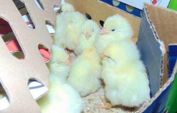 В Красноярский край из Нидерландов привезли 28,5 тыс. суточных цыплят