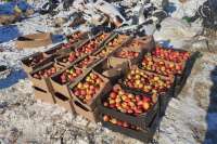 В Красноярске уничтожили более тонны яблок