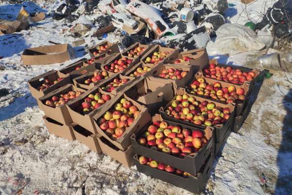 В Красноярске уничтожили более тонны яблок