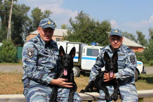 Бандит и Бастер будут служить в полиции Минусинска