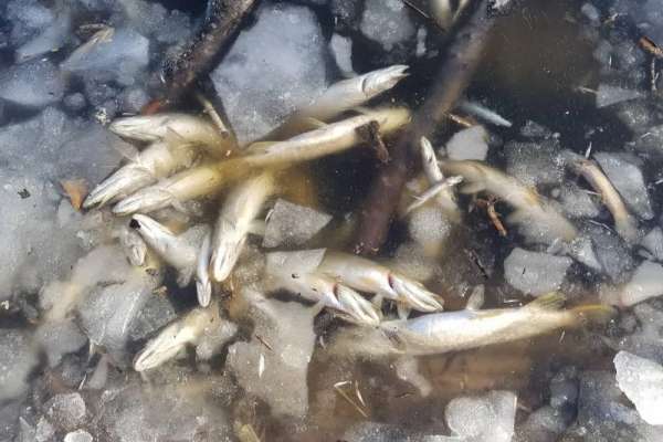 На озере в Шарыповском районе зафиксирована массовая гибель рыбы