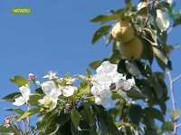В Хакасии осенью снова зацвели яблони и брусника