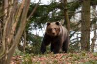 Минэкологии Красноярского края дало разрешение на отстрел медведей в Идринском районе
