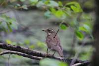 В Шушенском бору сфотографировали птицу с воткнутой в тело веткой
