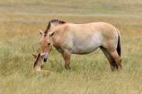 В Хакасии начнут восстанавливать полувольную популяцию лошади Пржевальского