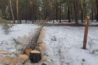 В Курагинском районе директор предприятия нанес ущерб природе на 16 млн рублей и получил условный срок
