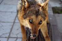 В Хакасии сохраняется напряженная ситуация по бешенству среди животных
