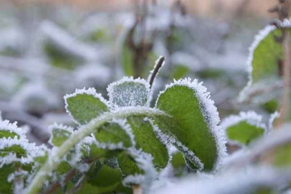 На юге Сибири ожидаются сильные заморозки