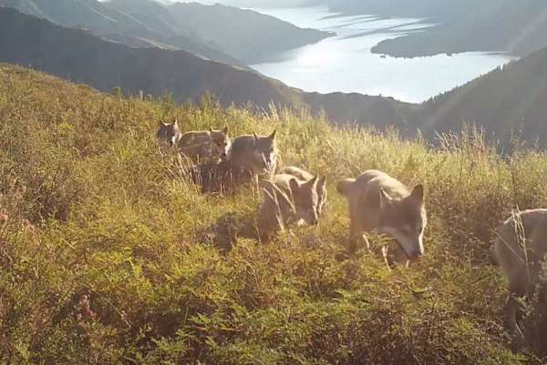 В Саяно-Шушенском заповеднике видеокамеры сняли стаю волков